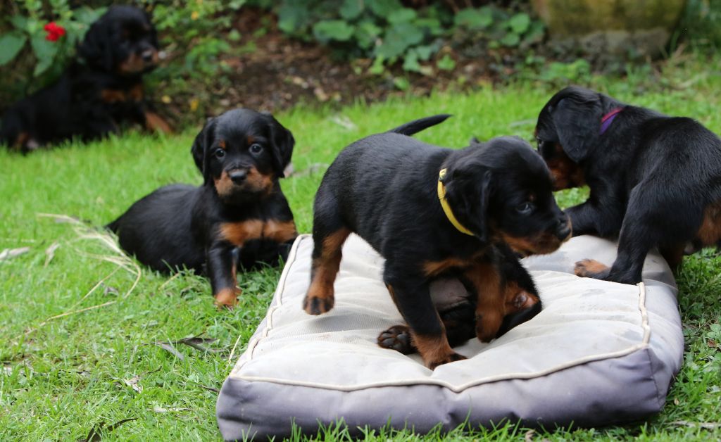 chiot Setter Gordon de bouchiret