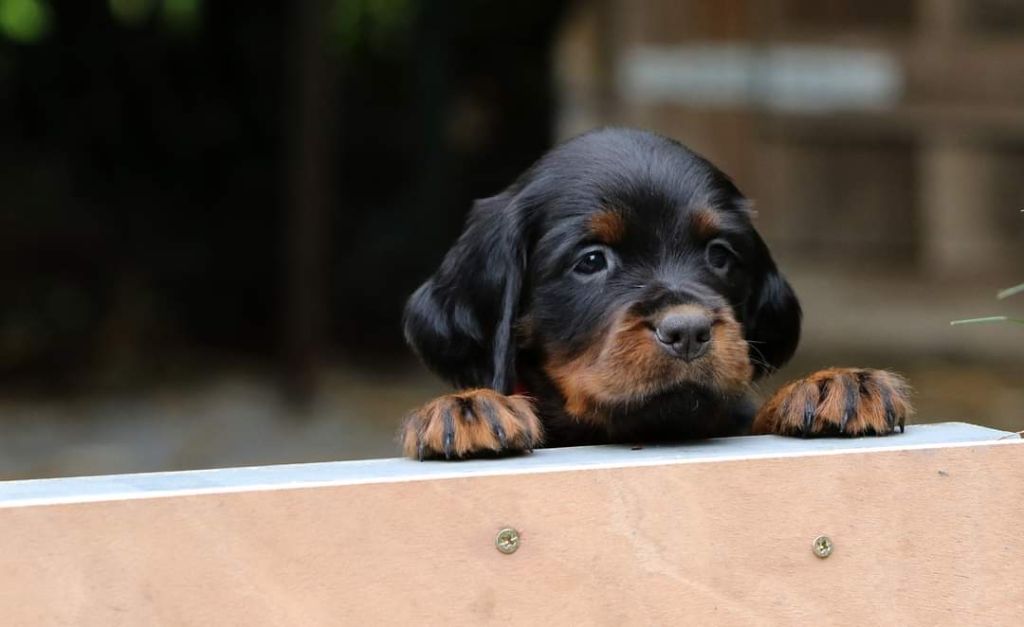 de bouchiret - Chiot disponible  - Setter Gordon