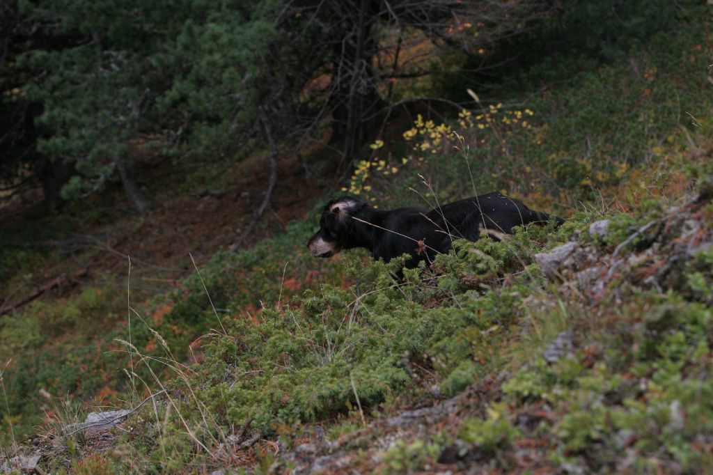Chasse et Setter Gordon