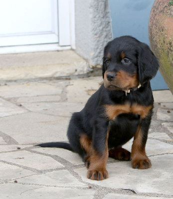 CHIOT 7