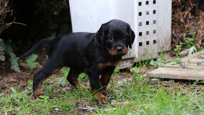 CHIOT 3